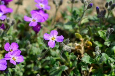 Aubrieta çiçekleri - Latince adı - Aubrieta cultorum Dr. Mules