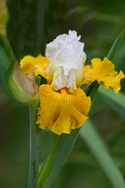 Uzun sakallı iris sarı ve beyaz çiçekler - Latince adı - Iris barbata elatior Tour De France