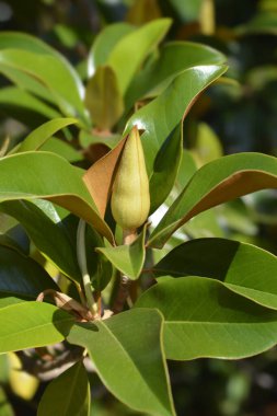 Çiçek tomurcuklu güney manolyası - Latince adı - Magnolia grandiflora