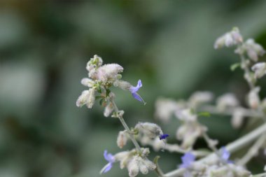 Rus bilge çiçeği - Latince adı - Salvia Yangii