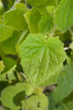 Sürünen Gloxinia yaprakları - Latince adı - Lophospermum erubescens