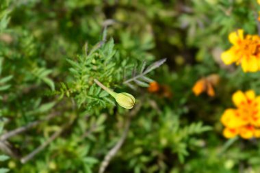 French marigold flower bud - Latin name - Tagetes patula Linnaeus clipart