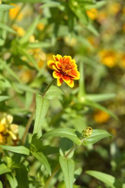 Meksika zinnia çiçekleri - Latince adı - Zinnia haageana