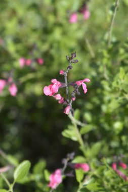 Bilge pembe çiçekler - Latince adı - Salvia greggii Peach Cobbler