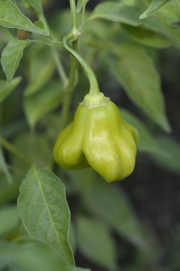 Biber biberi olgunlaşmamış meyve - Latince adı - Capsicum baccatum Christmas Bell