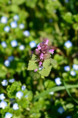 Kırmızı ölü ısırgan otu çiçekleri - Latince adı - Lamium purpureum