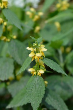 Sarı başmelek çiçekleri - Latince adı - Lamium galeobdolon