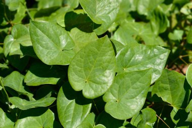 Piskopos şapkası bırakır - Latince adı - Epimedium perralderianum