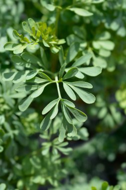 Rue yaprakları - Latince adı - Ruta Graveolens