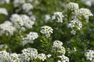 Chamois cress beyaz çiçekleri - Latince adı - Hornungia alpina