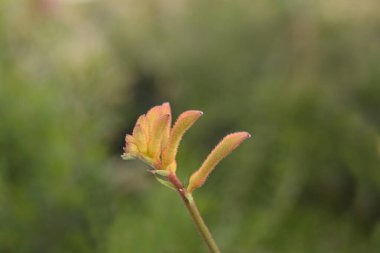 Kangaroo Paw flower buds - Latin name - Anigozanthos Beauty Orange clipart