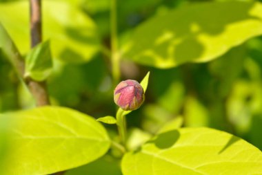 Çiçek tomurcuklu tatlı çalılar - Latince adı - Calycanthus Afphrodite