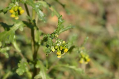 Genel yeraltı çiçekleri - Latince adı - Senecio vulgaris