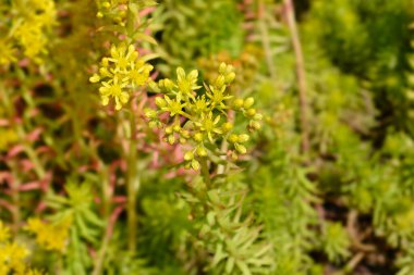 Kaya taşı sarı çiçekler - Latince adı - Petrosedum rupestre Angelina