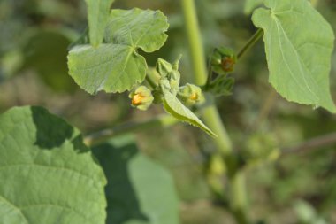 Kadife yapraklar ve çiçek tomurcukları - Latince adı - Abutilon theophrasti