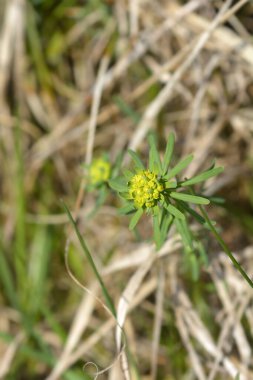 Selvi çiçeği - Latince adı - Euphorbia cyparissias