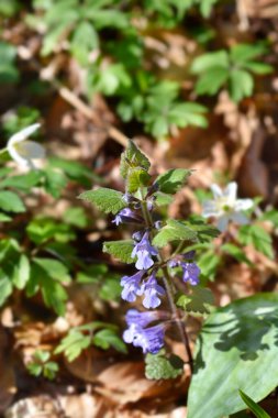 Sarmaşık çiçekleri - Latince adı - Glechoma hederacea