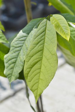 Amerikan pawpaw yaprakları - Latince adı - Asimina triloba