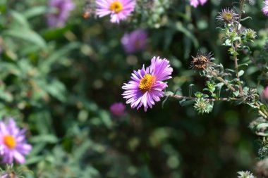 New England paskalya çiçeği - Latince adı - Symphyotrichum novae-angliae Barrs Pembe