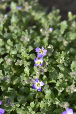 Aubrieta çiçekleri - Latince adı - Aubrieta cultorum Dr. Mules