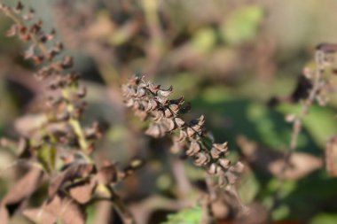 Afrika fesleğen tohumları - Latince adı - Ocimum gratissimum