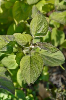 Diş ipi yaprakları - Latince adı - Ageratum houstonianum