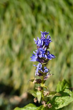 Büyük mavi lobelia çiçekleri - Latince adı - Lobelia siphilitica