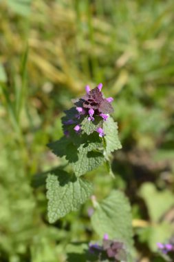 Red dead-nettle flowers - Latin name - Lamium purpureum clipart