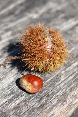 Tahta bir yüzeyde tatlı kestane meyvesi - Latince adı - Castanea sativa