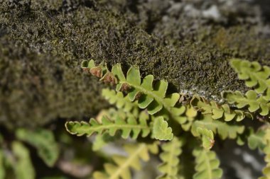 Rustyback eğreltiotu yaprakları - Latince adı - Asplenium ceterach