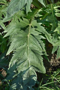 Enginar devedikeni yaprakları - Latince adı - Cynara cardunculus
