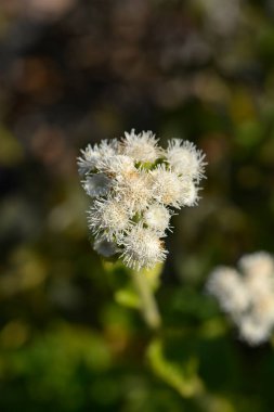 White Floss Flower - Latin name - Ageratum houstonianum clipart