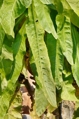 Türk roket yaprakları - Latince adı - Bunias orientalis