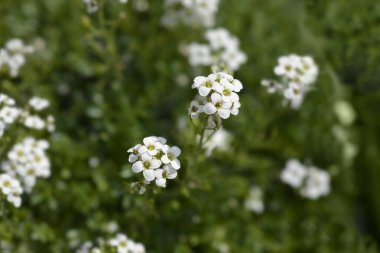 Chamois cress beyaz çiçekleri - Latince adı - Hornungia alpina