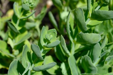 Taş devri yeşil yaprakları ve çiçek tomurcukları - Latince adı - Hylotelephium Spectabile Lisa