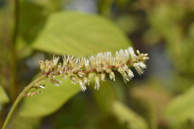 Virginia Sweetspire çiçeği - Latince adı - Itea virginica Scentlove