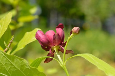 Sweetshrub branch with flowers - Latin name - Calycanthus Aphrodite clipart