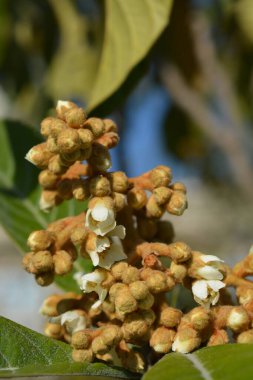 Japon çiçek tomurcukları - Latince adı - Eriobotrya japonica