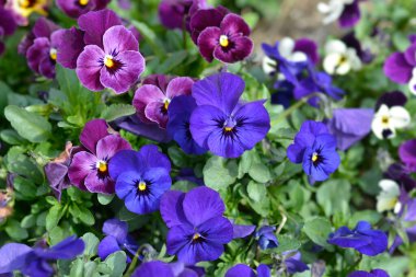 Boynuzlu menekşe mavi ve mor çiçekler - Latince adı - Viola cornuta