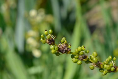 Pale Yellow-eyed Grass fruit - Latin name - Sisyrinchium striatum clipart