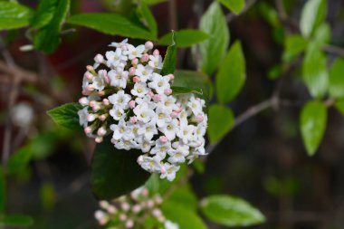 Çiçekli Kore baharat viburnum dalı - Latince adı Viburnum carlesii