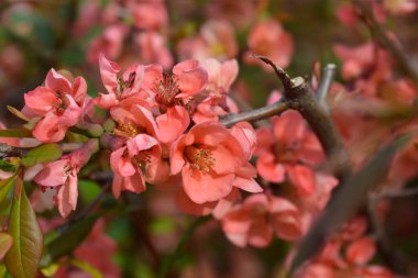 Çiçekli Japon Çiçekli Quince dalı - Latince adı Chaenomeles japonica