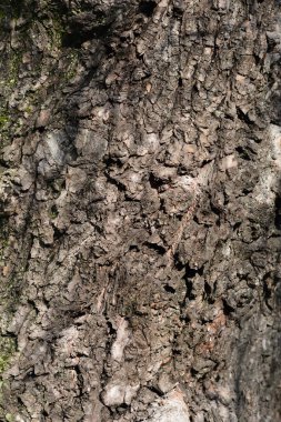 Ejderhalar söğüt kabuğu detayı - Latince adı - salya matsudana Tortuosa