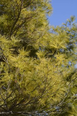 Bosna çam dalı - Latince adı - Pinus heldreichii