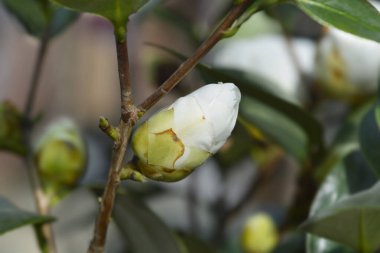 Beyaz kamelya çiçeği tomurcuğu - Latince adı - Kamelya japonica