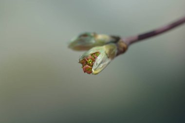 Full moon maple  flower bud - Latin name - Acer japonicum Vitifolium clipart