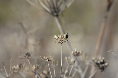 Genel rezene tohumları - Latince adı - Foeniculum vulgare