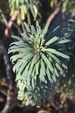 Wulfens yaprakları - Latince adı Euphorbia the Euphorbia the subsp. Wulfenii