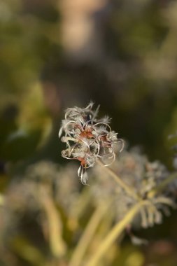 Tüp klematis tohumları - Latince adı - Clematis heracleifolia