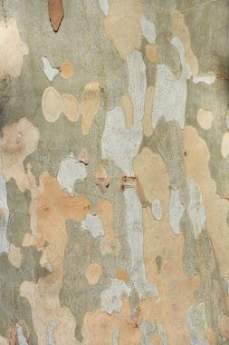 London plane bark detail - Latin name - Platanus x hispanica